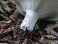 Földtoló galambgomba (Russula delica), Pilis